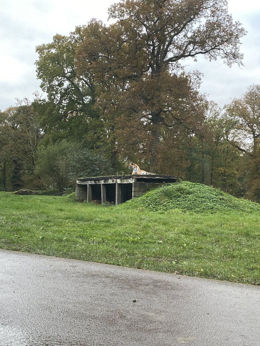DrRCrossland's tweet photo. A wonderful #autumnal day at the amazing @Longleat on Tue, day 182 of #365DaysWild! We particularly enjoyed the boat trip with sea lions &, of course, the safari experience, but so much to see & do!
In #Southampton 1 year before, & then, briefly, at #ManorFarm
#WildBeanAdventures https://t.co/Y8MsUTBcXL