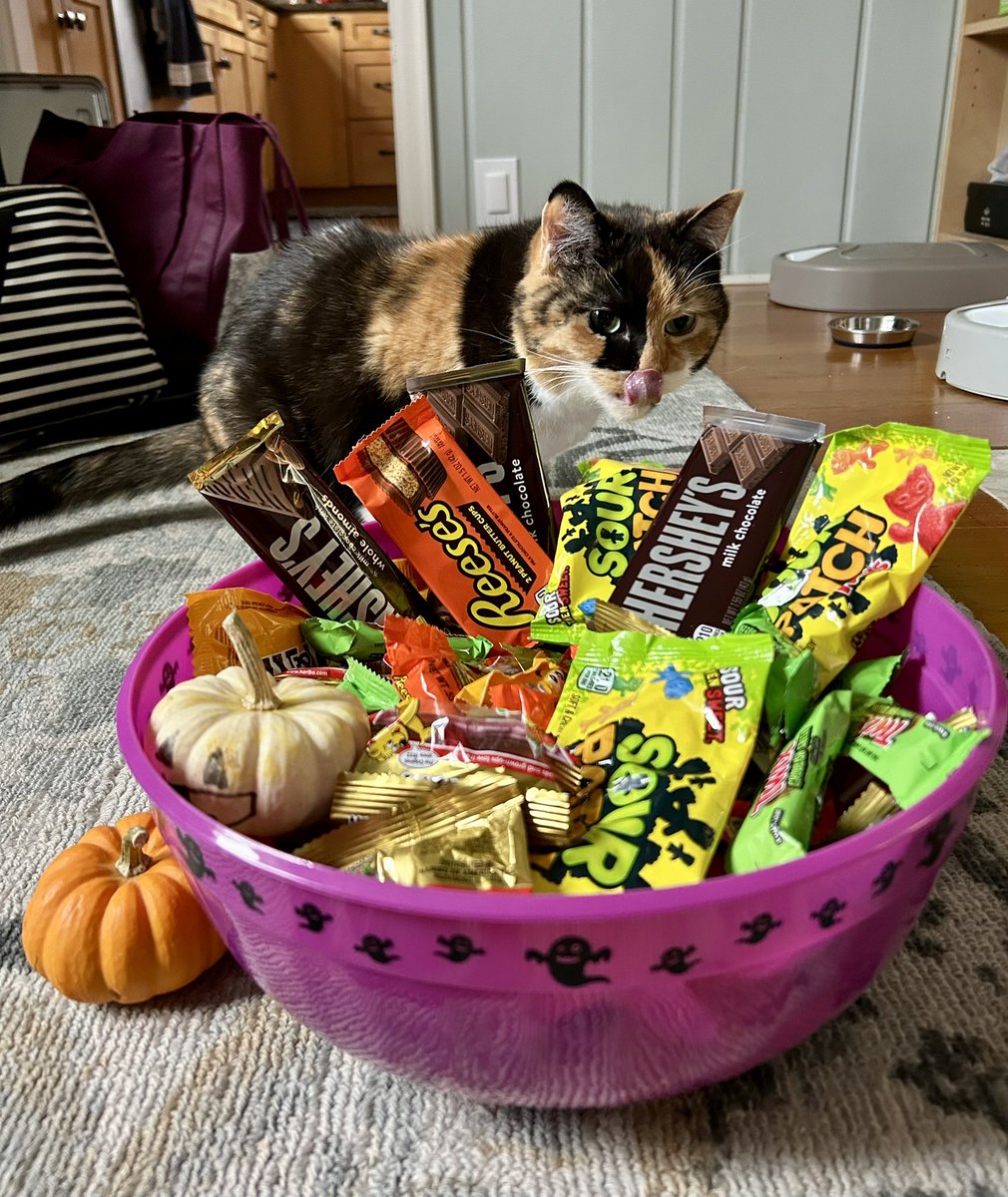 🎃 Happy Halloween 👻 

Milly inspecting our candy for tonight’s trick-or-treaters.

Since it’s snowing here in the Twin Cities, the brave souls will be rewarded handsomely.
