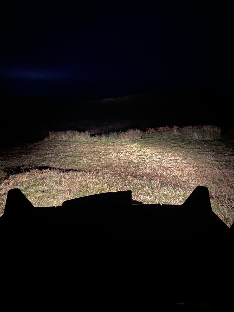 grj243's tweet image. First #woodcock sighting of the season. #Pennal #MidWales🏴󠁧󠁢󠁷󠁬󠁳󠁿 #Thinkijustmissedit #crapwildlifephotography