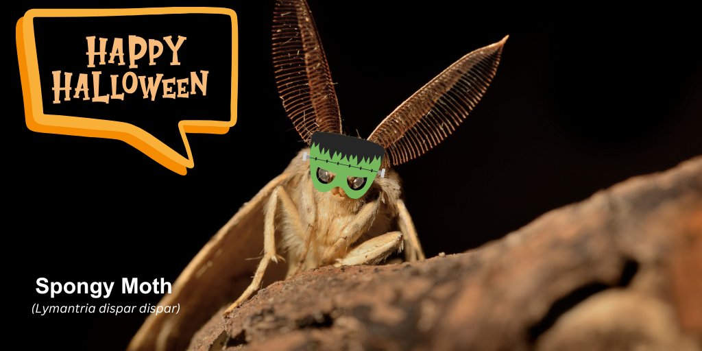 🎃 Nothing’s scarier than uninvited guests—especially invasive species! 🕷️

Invasive species may not knock on doors, but they’re always looking for a way in. Remember to Buy Local, Burn Local this spooky season and help prevent these invaders from spreading!

#FirewoodMonth