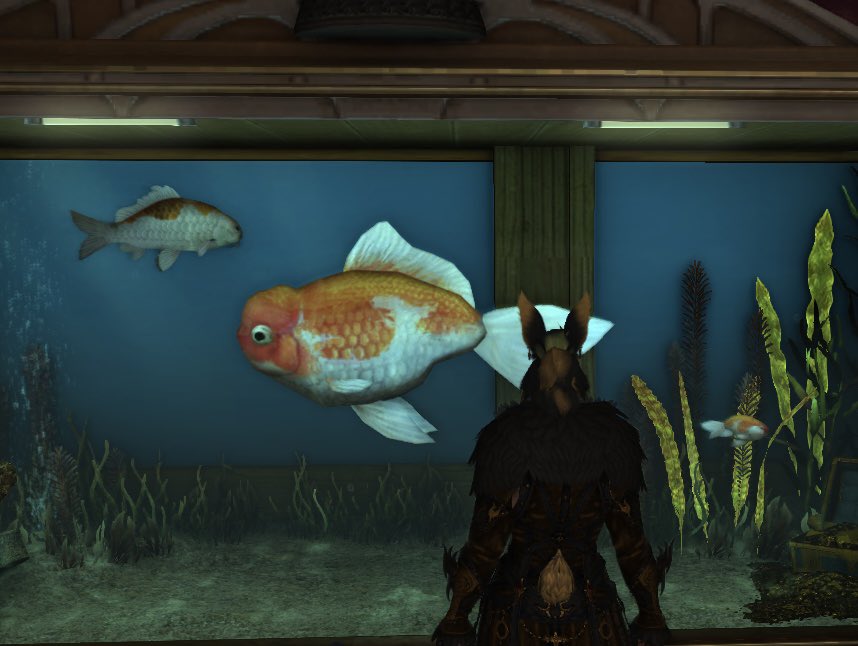 Still thinking about this goldfish I saw at the party the other night… wonder what they were feeding it….