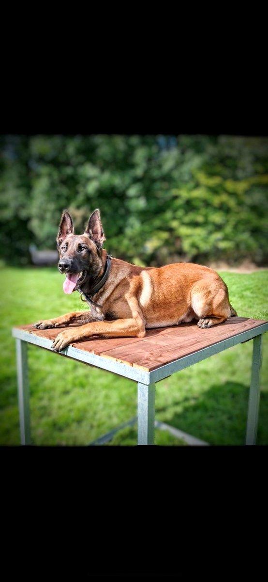 PSOSDogs's tweet photo. From rescued to rescuer! Congratulations to #PDThor &amp; his hooman. After being adopted from an #SSPCA shelter, he has been nurtured by his "mum" &amp; trained tirelessly to become the newest General Purpose dog team to hit Glasgow's streets. Wish them luck and well done!

#HammerTime https://t.co/BZ0QSZTIOa