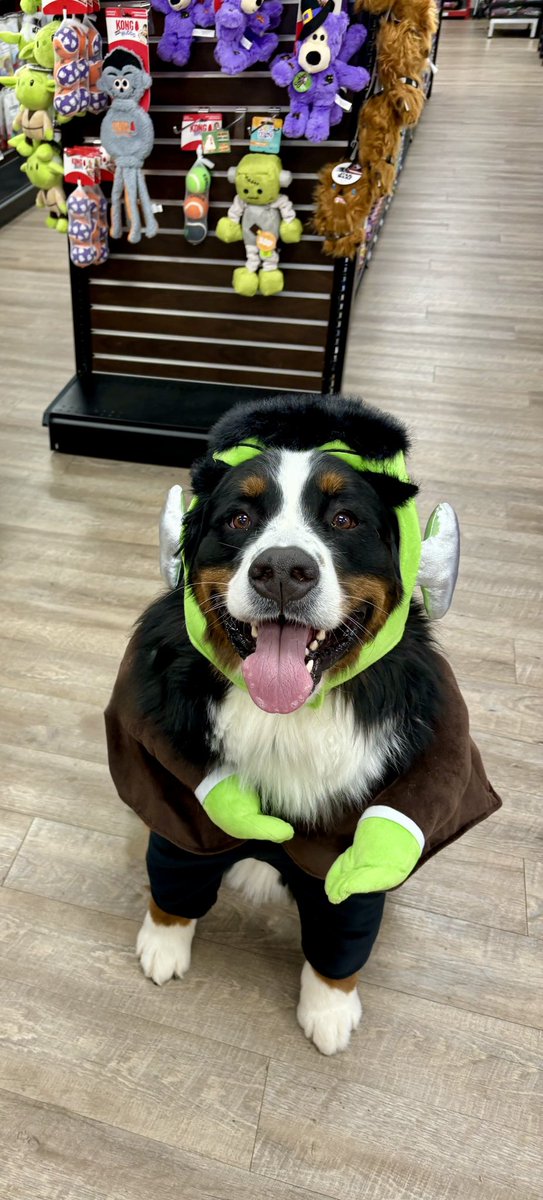 These two wishing everyone #HappyHalloween  #BerneseMountainDog