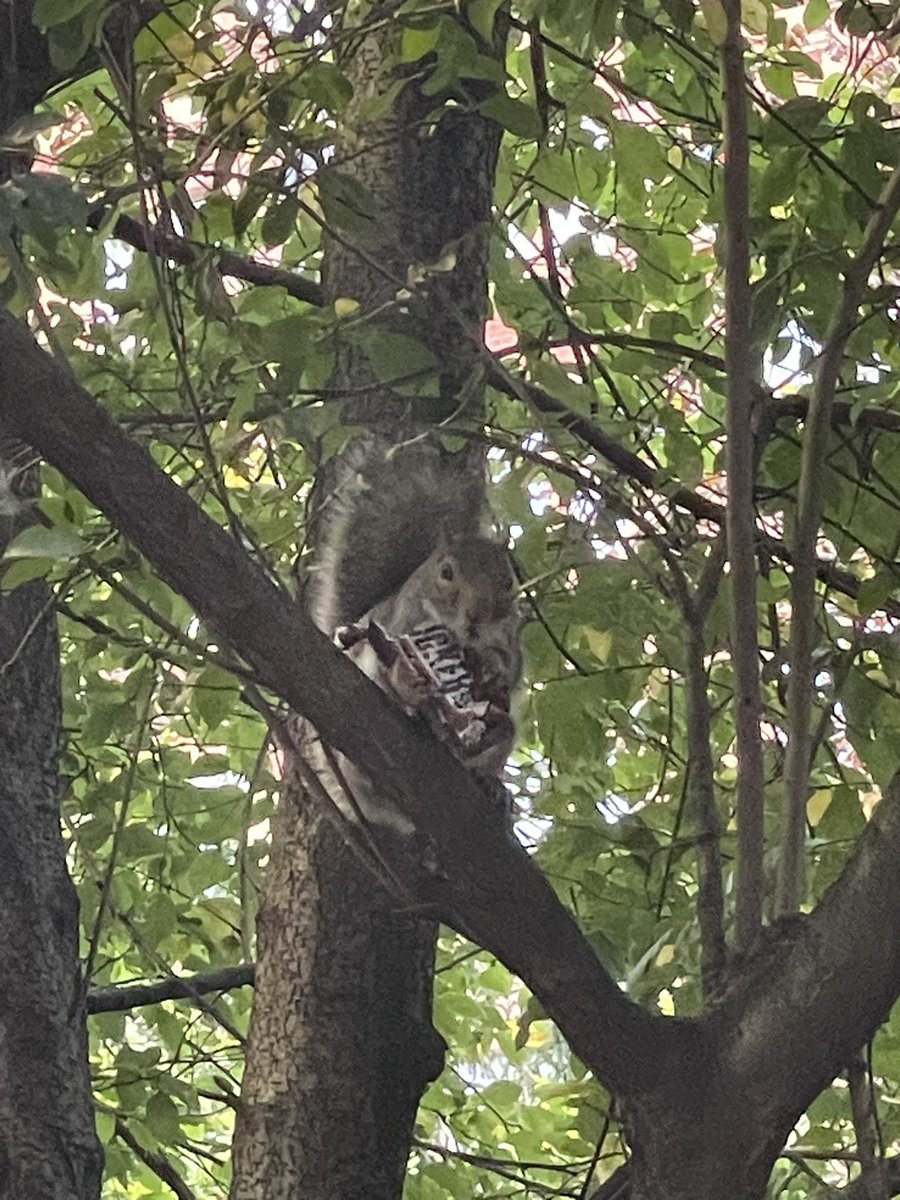 Mark Layton tweet media