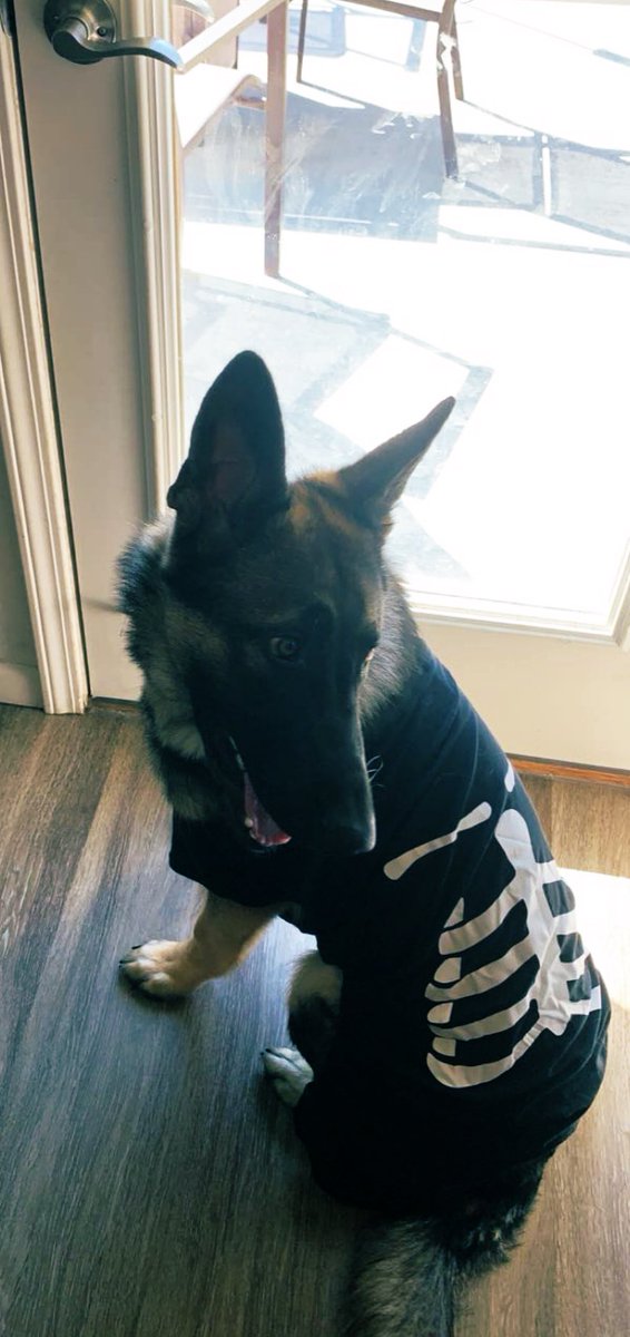 It would be super scary for your pets if you didn’t make it home tonight after your #Halloween shenanigans.

Make smart choices &amp; have a #DesignatedDriver or plan to party sober!