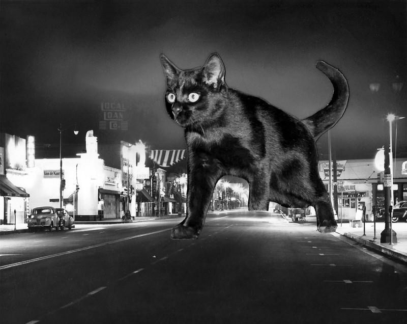 [1955] Black cat stalks the intersection of Lankershim and Magnolia Boulevards, in heart of North Hollywood. (Valley Times Collection) buff.ly/40mRD5A