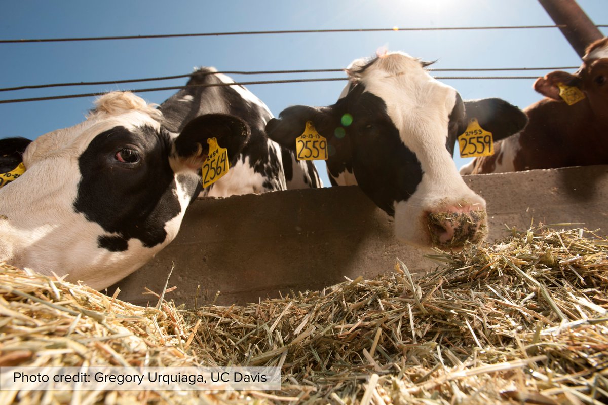 Giannini Foundation (@gianninifnd) on Twitter photo New #AREUpdate article “California’s Quest for Cleaner Cattle: Science, Economics, and Policy” by Mark Agerton and Sophia Salzer examines CA cattle methane emissions, reduction strategies, and policy implications. Read more: bit.ly/48xGXFm #Methane #Climate <a href="/magerton/">Mark Agerton</a> New #AREUpdate article “California’s Quest for Cleaner Cattle: Science, Economics, and Policy” by Mark Agerton and Sophia Salzer examines CA cattle methane emissions, reduction strategies, and policy implications. Read more: bit.ly/48xGXFm #Methane #Climate <a href="/magerton/">Mark Agerton</a>