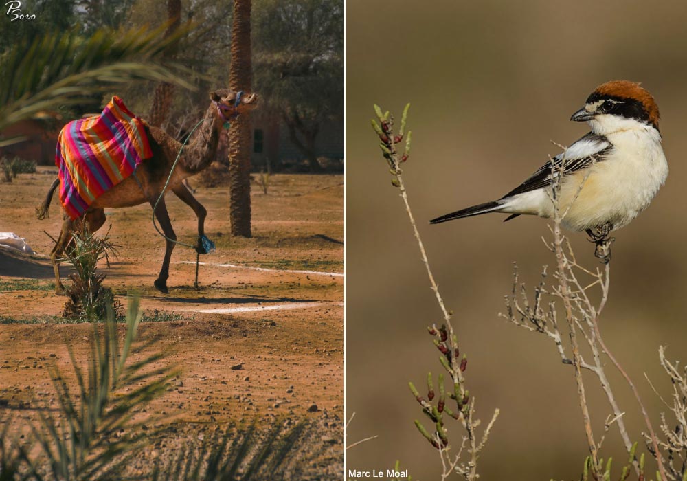 Ornithomedia tweet media