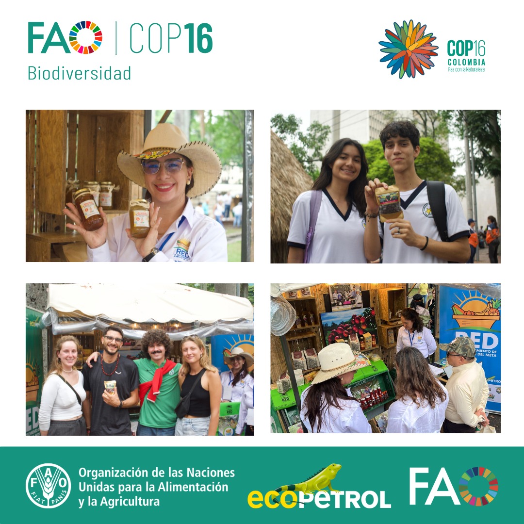 FAO_Colombia's tweet photo. 🌄📢La @COP16Oficial 𝘀𝗲 𝘃𝗶𝘀𝘁𝗲 𝗷𝗼𝗿𝗼𝗽𝗼 🪇
Familias campesinas de la #RedMeta están en la vitrina comercial más grande de negocios verdes del mundo 🤠stand GUA-18. Apoya @EcopetrolLlanos y @FAO_Colombia #PazConLaNaturaleza
#Cop16Colombia https://t.co/WJNt8J36C3