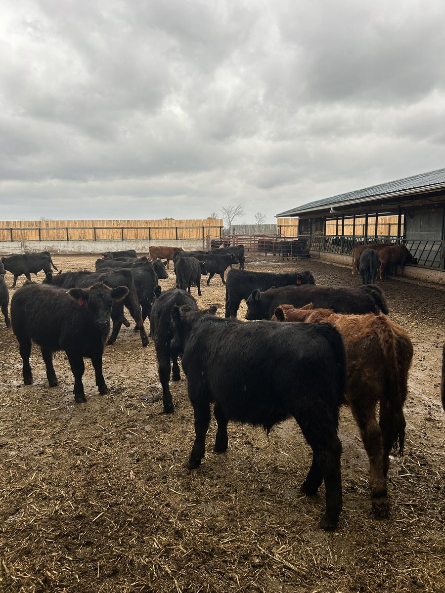 Rbmattymc's tweet photo. This yard is almost full for the winter. 99 calves from the Bluewater Angus Pre-sort Sale at Keady Livestock today. Very happy with the quality and condition on these calves. #ontag #ontariobeef https://t.co/EHSwWS2VmV