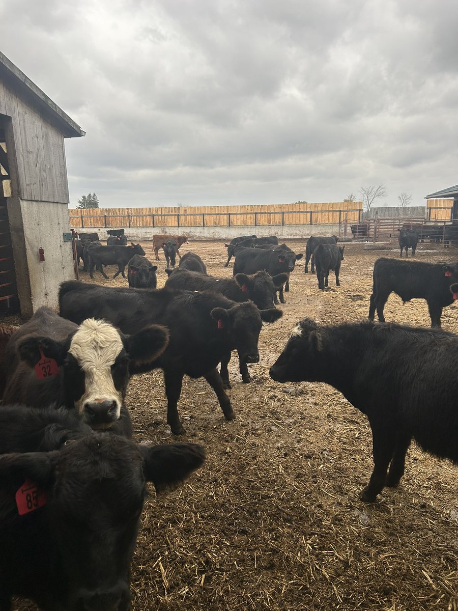 Rbmattymc's tweet photo. This yard is almost full for the winter. 99 calves from the Bluewater Angus Pre-sort Sale at Keady Livestock today. Very happy with the quality and condition on these calves. #ontag #ontariobeef https://t.co/EHSwWS2VmV