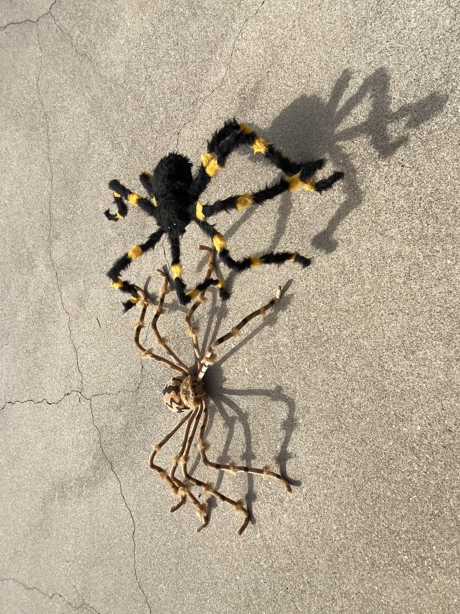DianeK40697479's tweet image. 🙀🕷️🕸️”Mom &amp;amp;Dad! Spiders are Scary!!!🕷️🎃#HalloweenCats