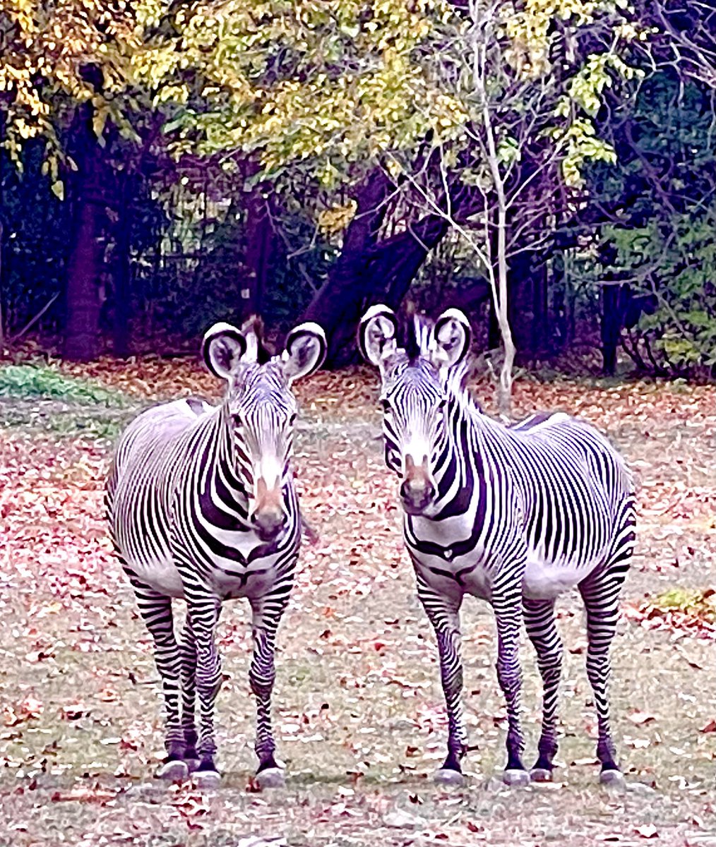 Grevy’s zebra ⁦<a href="/BronxZoo/">Bronx Zoo</a>⁩