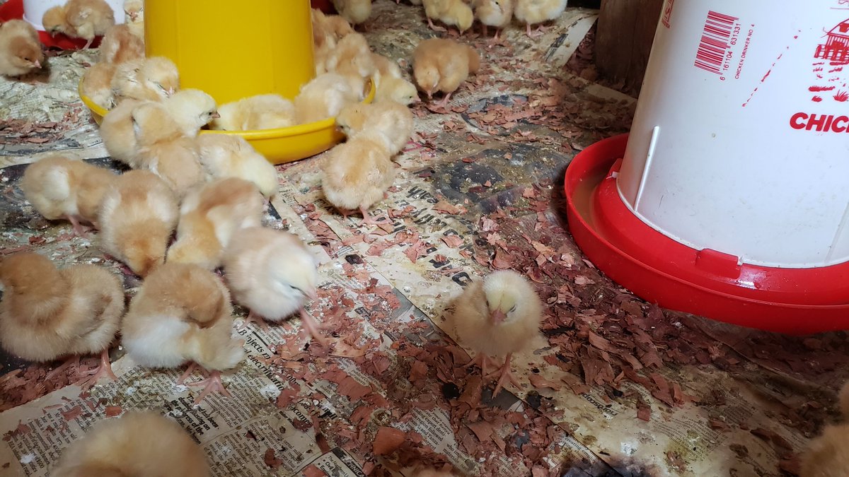 ogen_ivan's tweet image. Guess the variety? If u do so a reward awaits