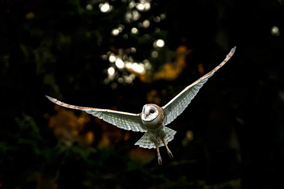 HAPPY OWL-O-WEEN!!!🦉
Release days are our favorite days! Here are a handful of photos from the public release of the five Barn Owls that we did Tuesday evening at Milo McIver State Park. We really appreciated all the folks who came out to watch! 📷: Tara Lemezis
