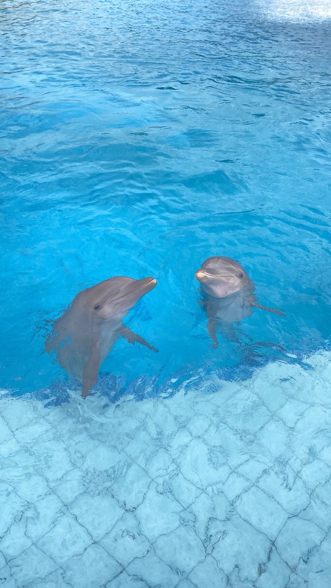 Dolphin Discovery tweet media