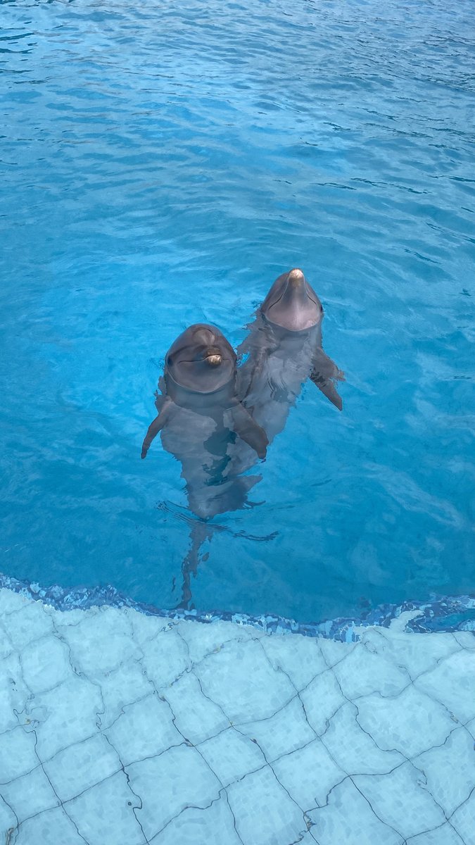 Dolphin Discovery tweet media