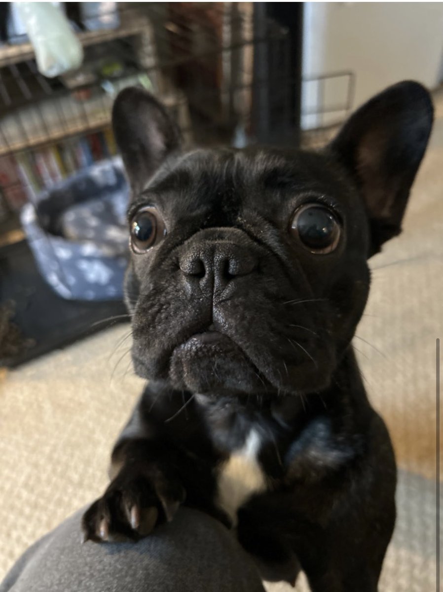 Melon Head has been with me now for 3 weeks. Bloody love this dog so much. So different from owning Labradors in the past 😂