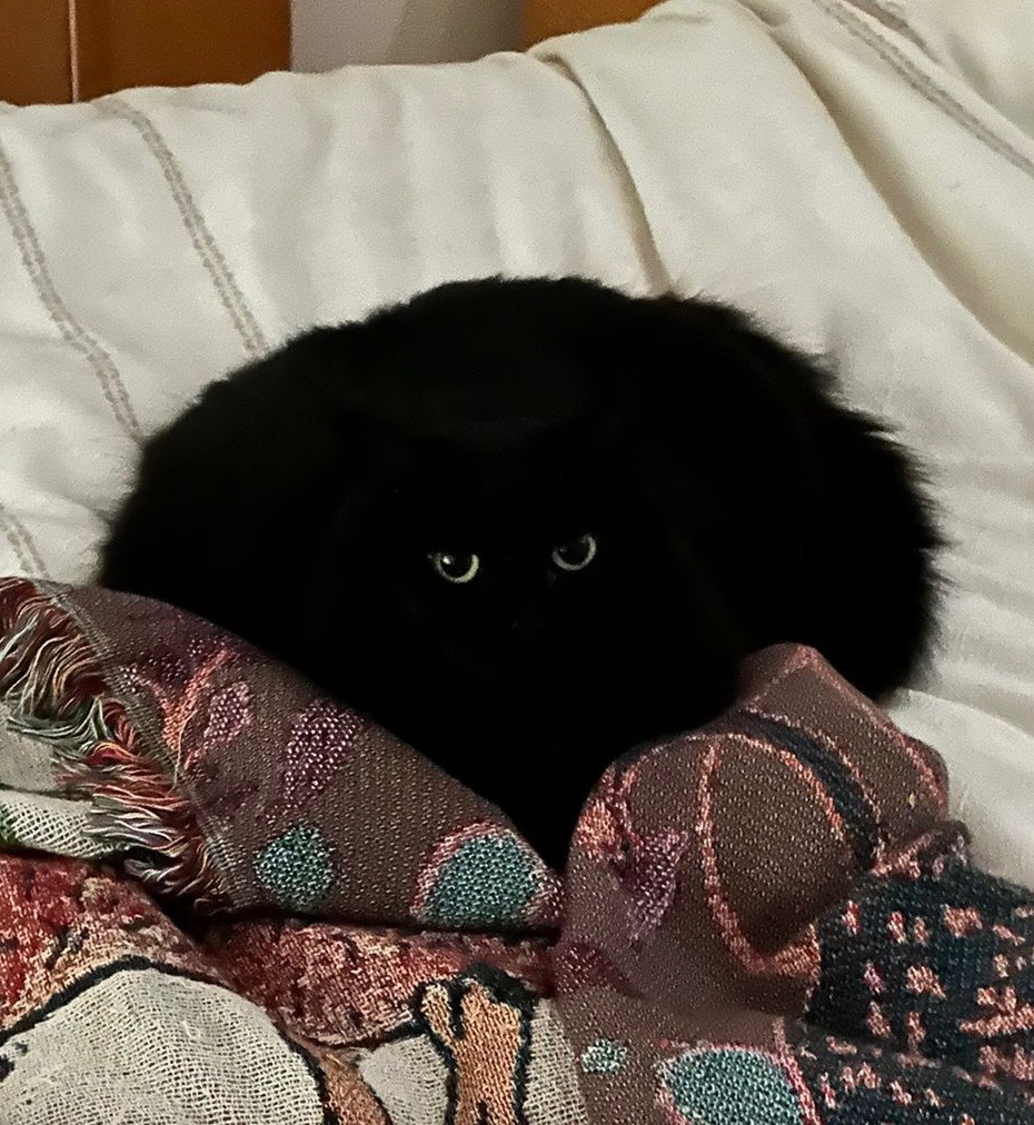 SarahCAndersen's tweet image. How could people not like cats. I mean look at this thing