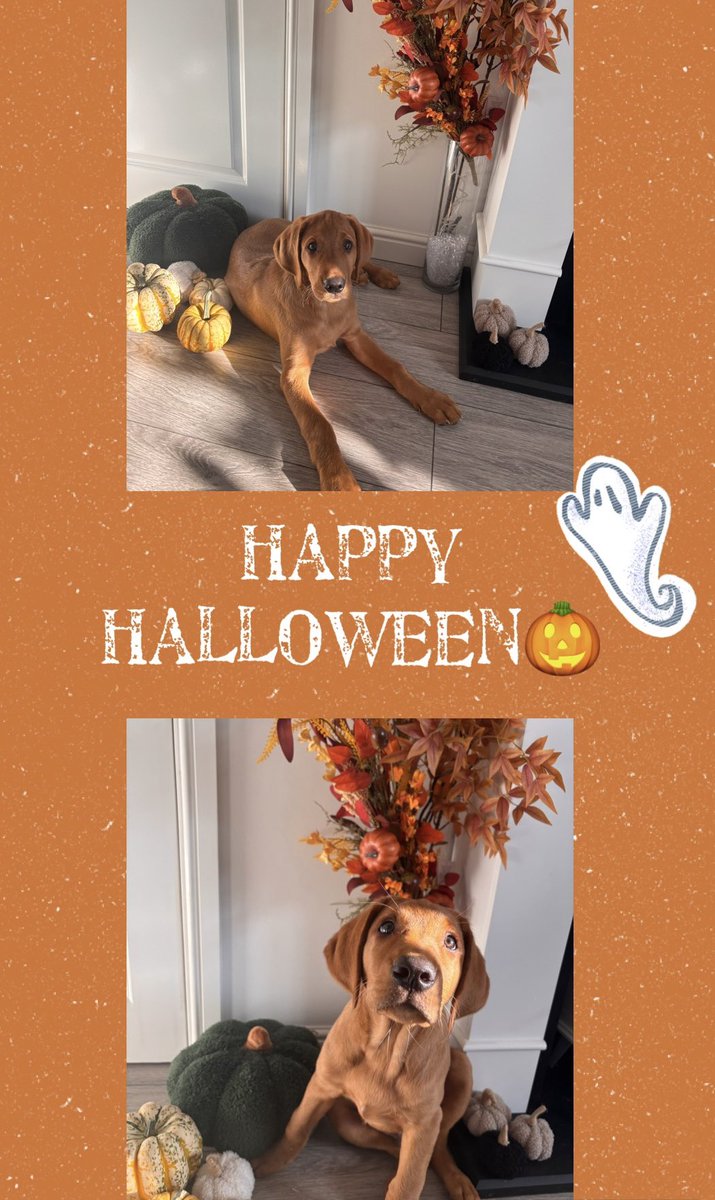 MissMJRogers's tweet image. Calan Gaeaf Hapus🎃👻
A quiet one for me this year! I have really taken the time this half term to focus on doing nothing!💤 
#halloween2024 #calangaeaf