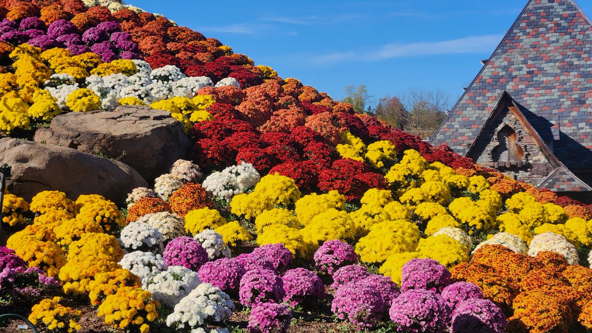 SheilaShowPHL's tweet photo. 🎃🎃🎃🎃🧡💛🤎
The perfect Fall activity for Halloween decorating. We took a visit to Ott's Exotic Plants with 9,000 colorful mums in Montgomery County. Soooo beautiful.
#MakeItMontco
#HappyHalloween https://t.co/yPm6kISCRq
