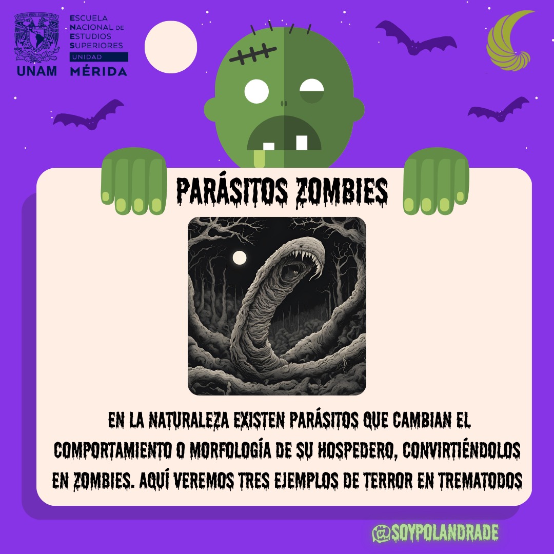 HelmintosIB's tweet photo. ¡HALLOWEEN SE APROXIMA! 🧟‍♀️ Y en la naturaleza, hay parásitos que transforman a sus hospederos en auténticos zombies. ¡Descubre algunos ejemplos fascinantes de trematodos que hacen esto! #Parasite #Halloween #Trematoda #Zombies https://t.co/lnRuDfSCKw