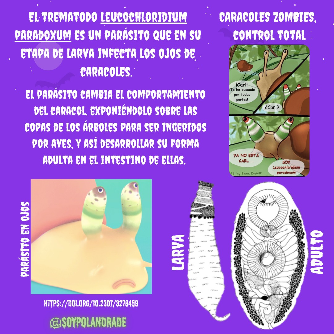 HelmintosIB's tweet photo. ¡HALLOWEEN SE APROXIMA! 🧟‍♀️ Y en la naturaleza, hay parásitos que transforman a sus hospederos en auténticos zombies. ¡Descubre algunos ejemplos fascinantes de trematodos que hacen esto! #Parasite #Halloween #Trematoda #Zombies https://t.co/lnRuDfSCKw