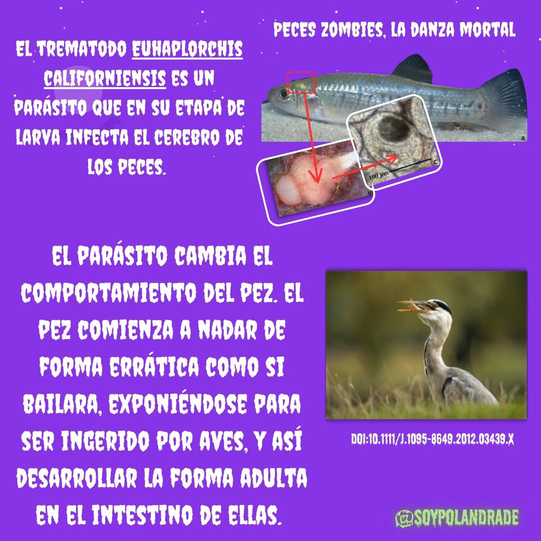 HelmintosIB's tweet photo. ¡HALLOWEEN SE APROXIMA! 🧟‍♀️ Y en la naturaleza, hay parásitos que transforman a sus hospederos en auténticos zombies. ¡Descubre algunos ejemplos fascinantes de trematodos que hacen esto! #Parasite #Halloween #Trematoda #Zombies https://t.co/lnRuDfSCKw