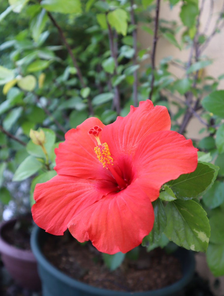 murasaki_hana_'s tweet photo. おはようございます😊🌿
ハイビスカスの別名は
扶桑花（ブッソウゲ）
仏前にお供えするから
仏桑花に変化して😮
沖縄では赤花（アカバナー）
あの世の幸せを祈る
後生花（グソーバナ）
親しみある一日花は
今日も花を咲かせて🙃🌺
皆様が今日も笑顔たくさんの
素敵な一日になりますように...
#Hibiscus https://t.co/iEEHGTNVr8