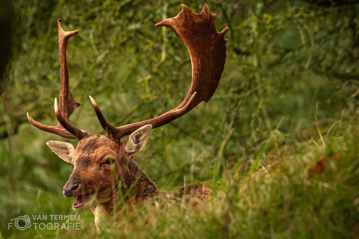 ArieJanVT's tweet photo. Vandaag over de #waterleidingduinen aan het zwerven geweest. #damhert #gewei #natuur #naturephotography #fallowdeer #robin #zoomnl #nikon https://t.co/W8WYpfymoR