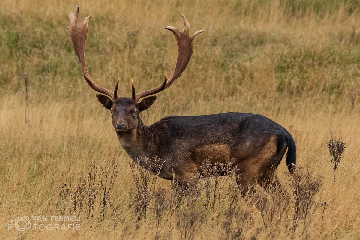 ArieJanVT's tweet photo. Vandaag over de #waterleidingduinen aan het zwerven geweest. #damhert #gewei #natuur #naturephotography #fallowdeer #robin #zoomnl #nikon https://t.co/W8WYpfymoR