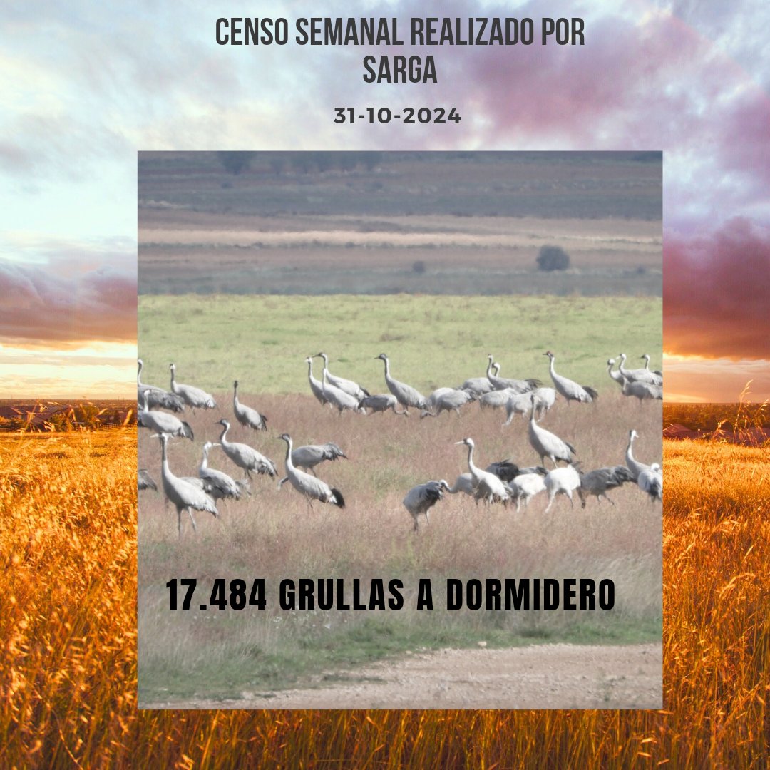 Censo de hoy #lagunadegallocanta