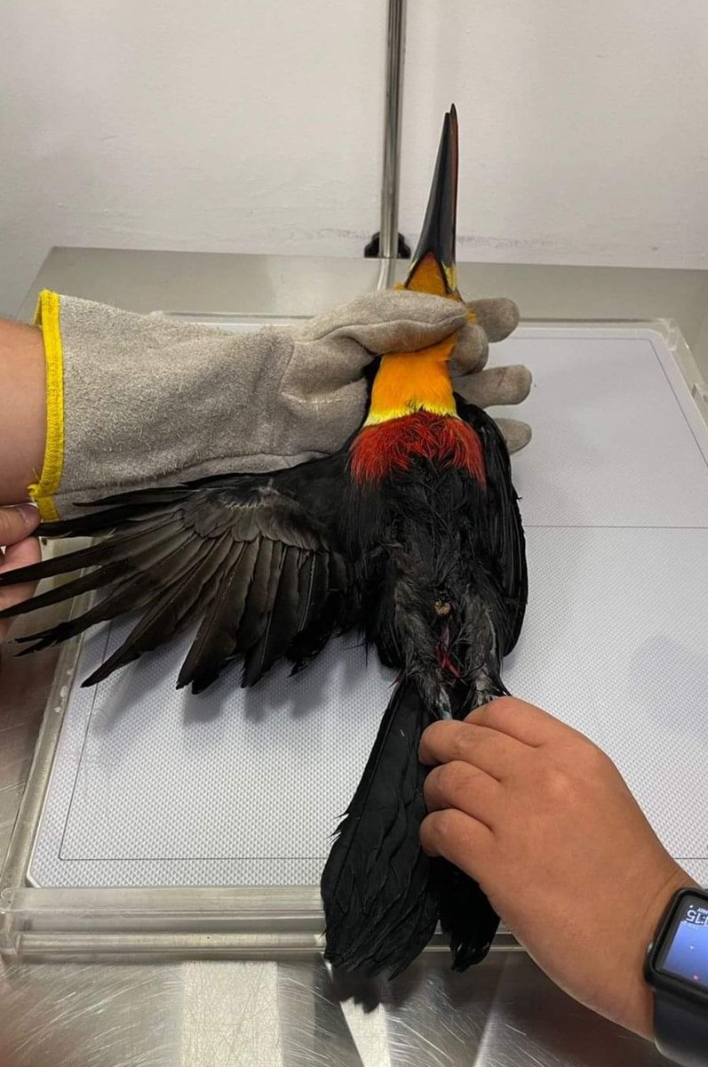 🐦 Ferris tweet media