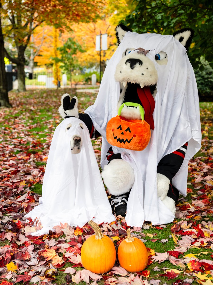 hazel_sive's tweet photo. It’s a BoOoo-tiful day for some trick or treating, right Cooper? 👻

Wishing everyone a happy and safe Halloween! 🎃

#LikeAHusky #COSConnects #HappyHalloween

📸: Alyssa Stone/ @Northeastern https://t.co/ZJNme0cb3u