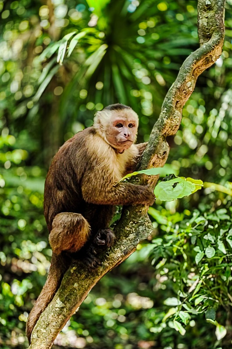 BelloAngelaG's tweet photo. Tambien, con la guianza de @ParquesColombia visitamos el parque Tayrona ( playa Cabo San Juan). Respetando el territorio ancestral, iniciamos con un ritual en permiso para ingresar  a estas tierras sagradas. Nuestro territorio biodiverso y cultura, nos lleva a reflexionar. https://t.co/lcZeWnzq1O