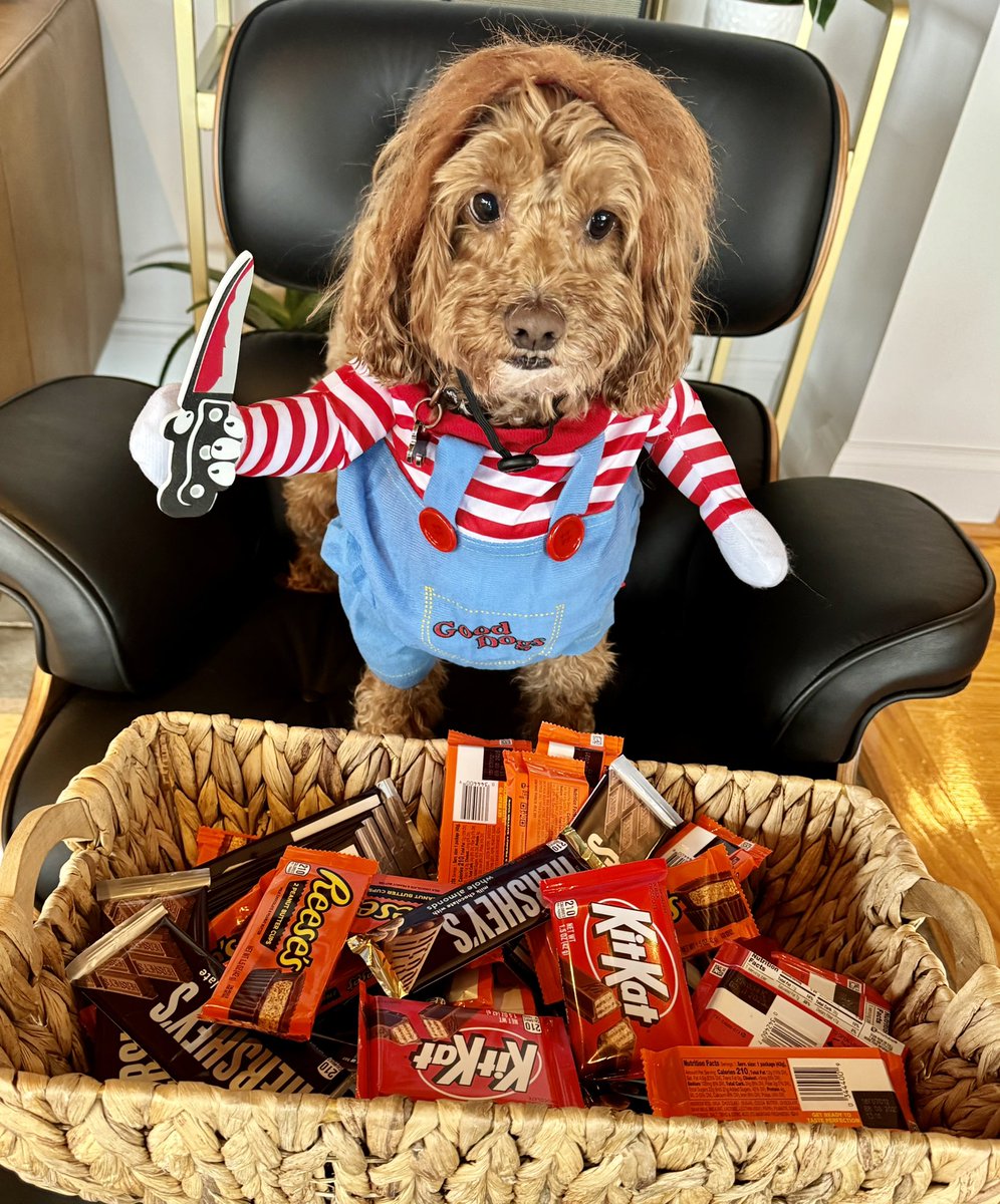 Jameson is ready for the trick or treaters! #HappyHalloween