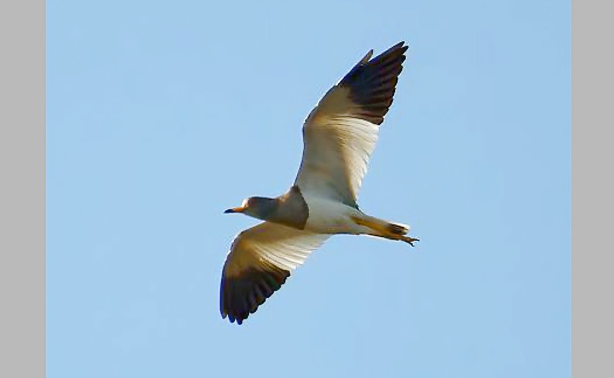 Grey-headed Lapwing, Vanellus cinereus photographed at Plan de la Garde, Var yesterday, photo by Philippe Roux - the 1st record for France and 5th for Western Palearctic