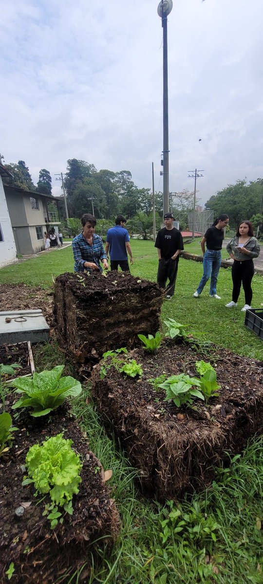 BelloAngelaG's tweet photo. Con los estudiantes del curso de consumo y sostenibilidad ambiental de la @UdeMedellin_  visitamos la ecohuerta del campus vivo y realizamos pacas biodigestora con el material vegetal recolectado en la U.  Una buena práctica pedagógica con mis estudiantes. https://t.co/fwnSr89WUT