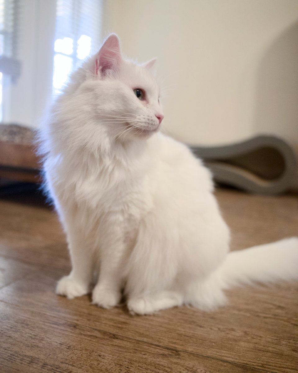 ShadowCatsTexas's tweet image. Lottie hoping the good folks at Fancy Feast will consider her for their next line of premium cat food 😹 #fancyfeast #catmodel #vogue #noeyecontactplease