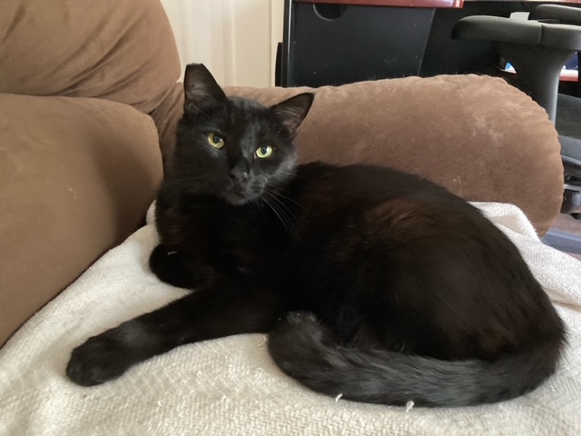 Marla Bradeen/Paige Sleuth, Mystery Author tweet media