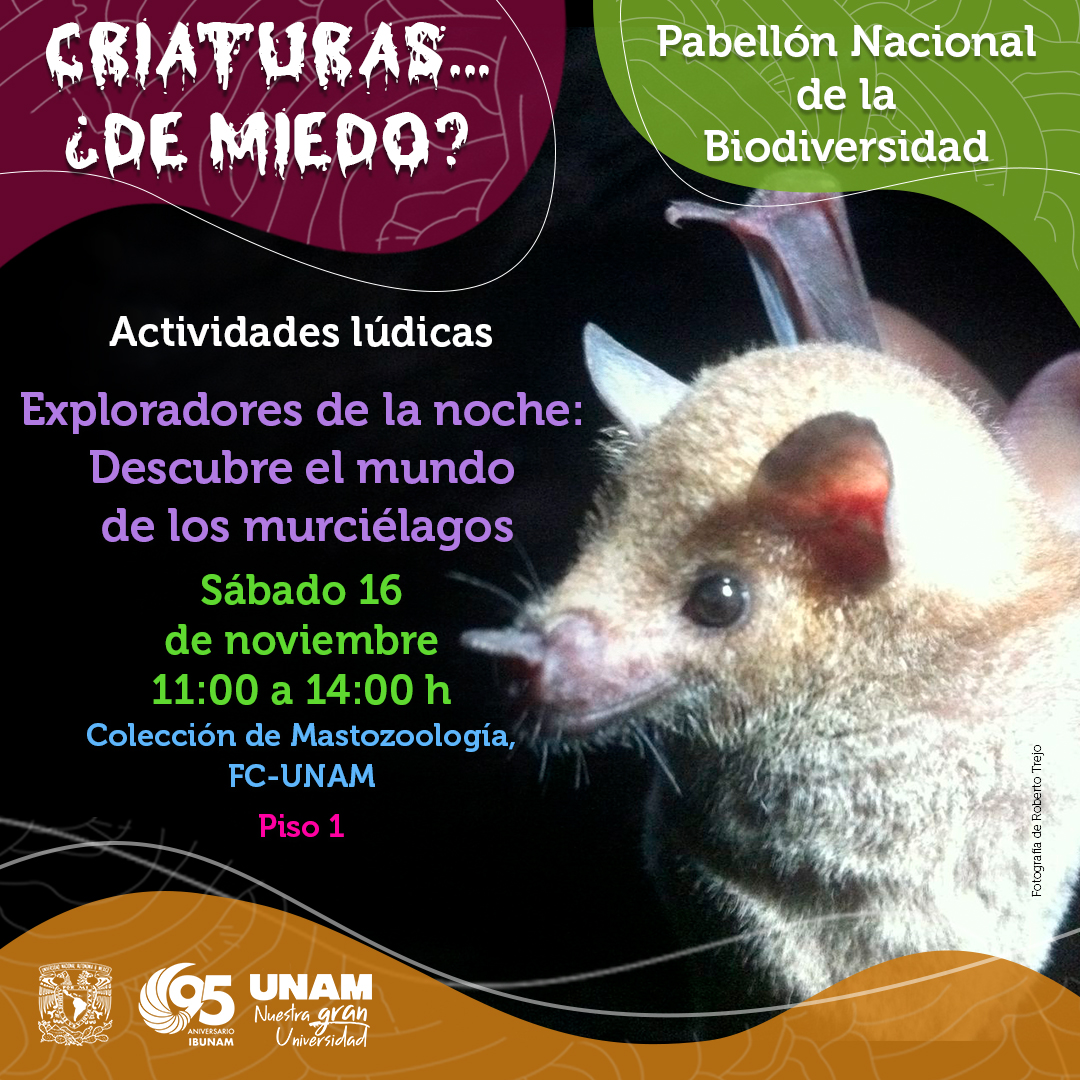 Pabellón Nacional de la Biodiversidad (@pabiounam) on Twitter photo 🦇 ¡Conviértete en un explorador de la noche! 🦇
Sumérgete en el mundo de los murciélagos y aprende más sobre estos misteriosos animales nocturnos mientras disfrutas de actividades lúdicas para toda la familia 🕸️👻
¡No te lo pierdas! 🦇✨
⏰ Horario: 11:00 a 14:00 h 🦇 ¡Conviértete en un explorador de la noche! 🦇
Sumérgete en el mundo de los murciélagos y aprende más sobre estos misteriosos animales nocturnos mientras disfrutas de actividades lúdicas para toda la familia 🕸️👻
¡No te lo pierdas! 🦇✨
⏰ Horario: 11:00 a 14:00 h