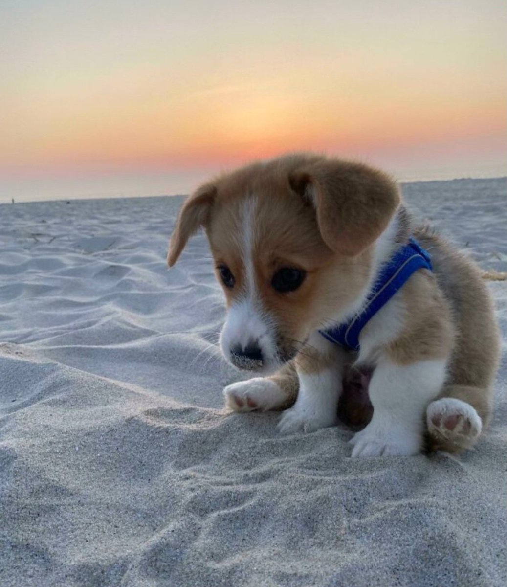 Puppies (@picturespups) on Twitter photo 