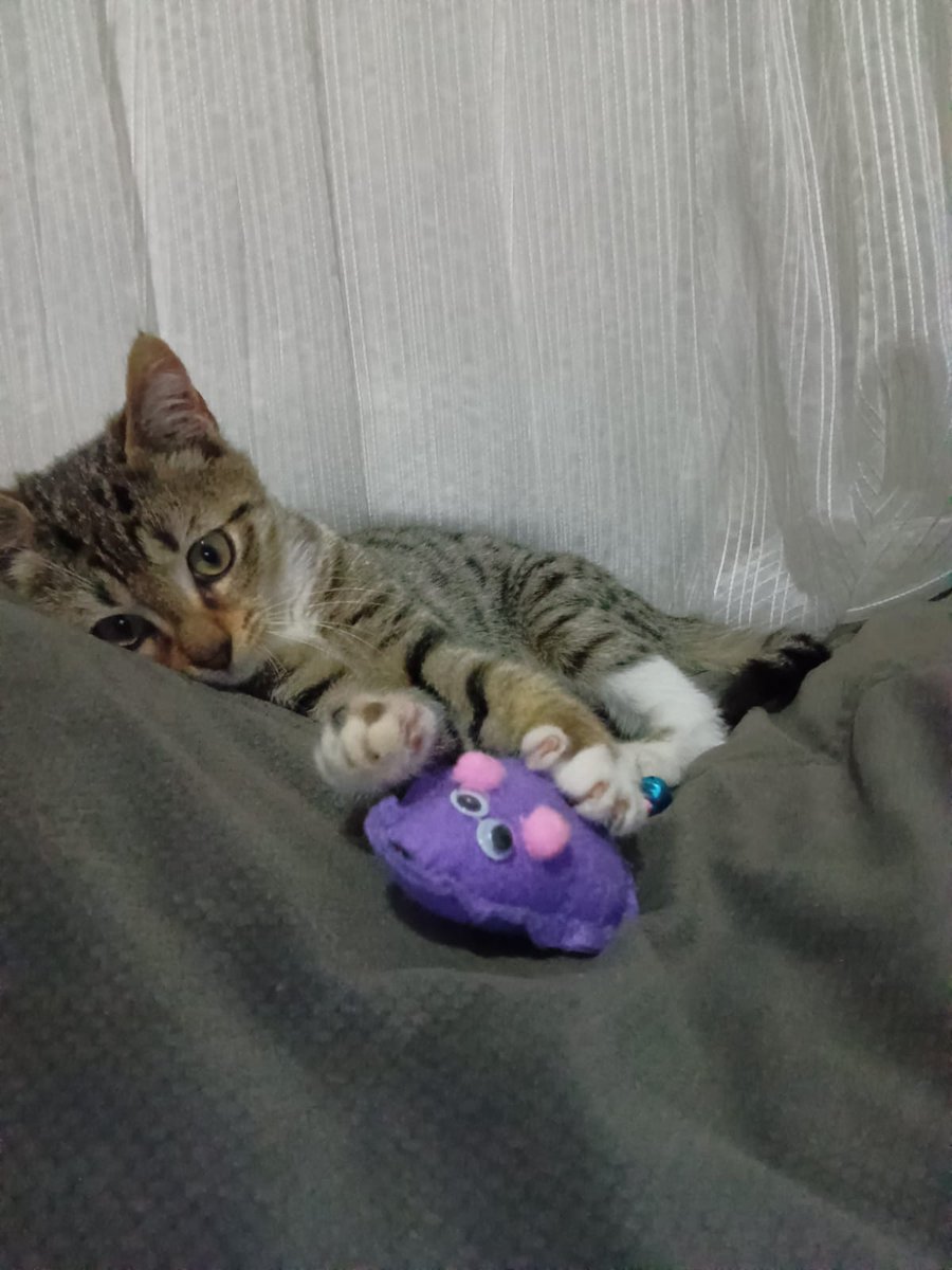 İSTANBUL İÇİ ACİL YUVA ARIYOR ‼️‼️
3 aylık, dişi, tuvalet eğitimi var
bir kolu engelli, küçükken kırılıp tekrar kaynamış fakat rahatça hareket edebiliyor, yürüyebiliyor
sevgi pıtırcığı güzeller güzeli bu bebeğe istanbul içinde kalıcı yuva arıyoruz