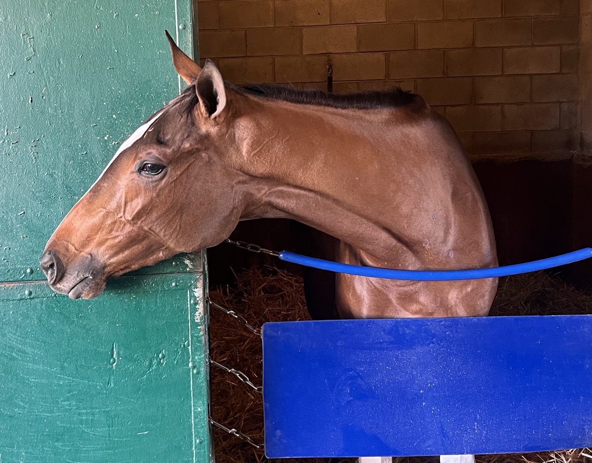 Tim Wilkin (@tjwilkin) on Twitter photo Quickick takes a look around on the <a href="/DelMarRacing/">Del Mar Racetrack</a> backstretch Thursday morning as she waits for the <a href="/BreedersCup/">Breeders' Cup</a> Juvenile Fillies. She is 10-1 on the ML for <a href="/TomAmossRacing/">Tom Amoss Racing</a> and will be ridden by <a href="/DavisJockey/">Dylan Davis 🇺🇸🏇🍀</a>. Quickick takes a look around on the <a href="/DelMarRacing/">Del Mar Racetrack</a> backstretch Thursday morning as she waits for the <a href="/BreedersCup/">Breeders' Cup</a> Juvenile Fillies. She is 10-1 on the ML for <a href="/TomAmossRacing/">Tom Amoss Racing</a> and will be ridden by <a href="/DavisJockey/">Dylan Davis 🇺🇸🏇🍀</a>.