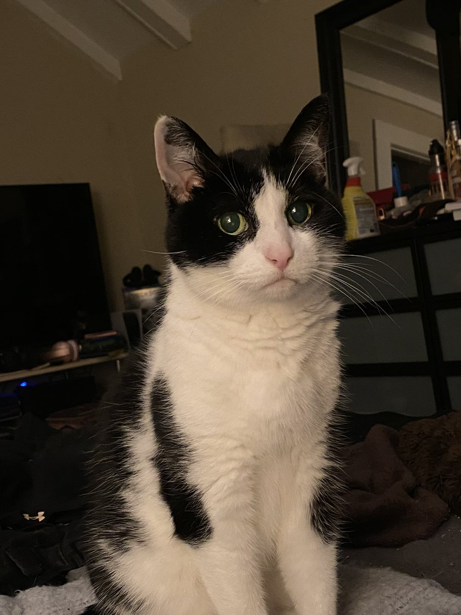 mtlewis's tweet photo. @toughkittenKat Your kitty is with my kitty across the rainbow bridge. 🌈🫂❤️ https://t.co/ghoU0gziux
