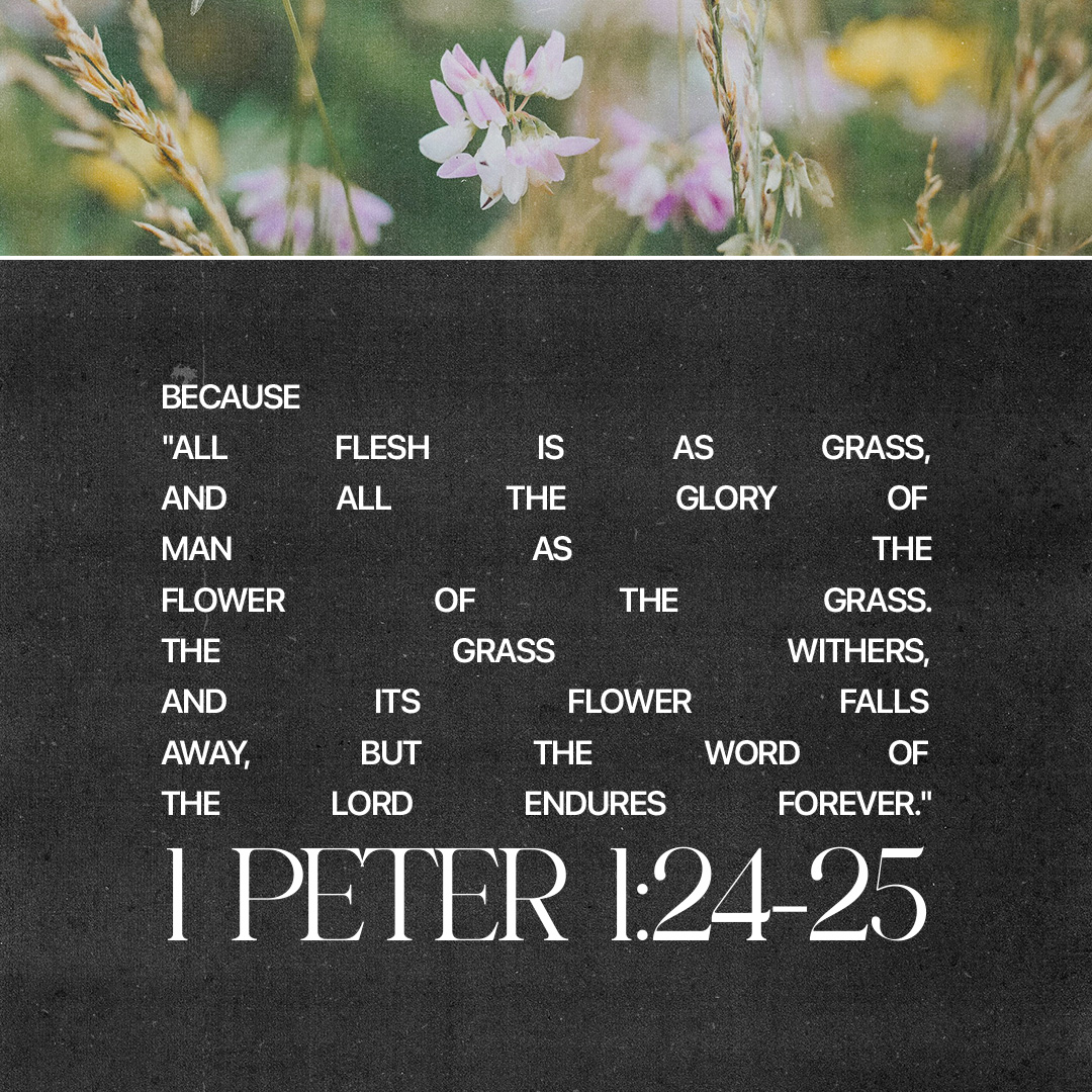 The word of The Lord endures forever
#Peter #Word #Scriputre #flowers #Truth