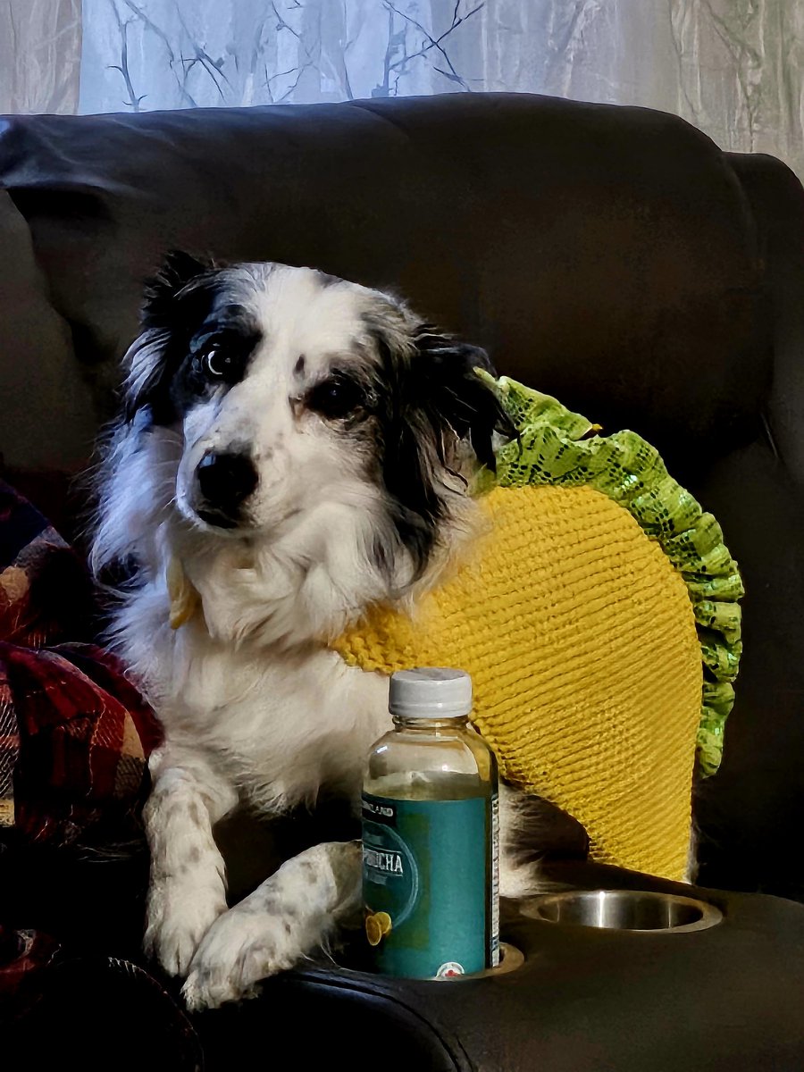 Taco dog timeline clense.