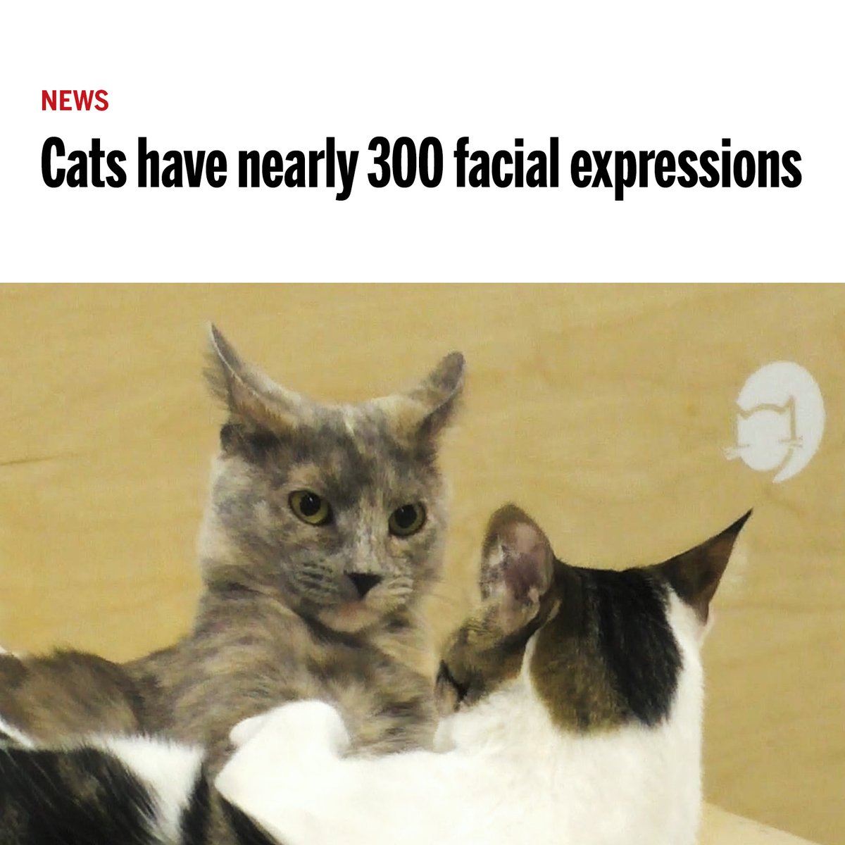 ScienceMagazine's tweet photo. A 2023 study reveals cats have nearly 300 facial expressions—which may be due to their co-evolution with humans.

Learn more: https://t.co/kOx1FKT6iR #ScienceMagArchives @NewsfromScience https://t.co/JZUBN5jgTT