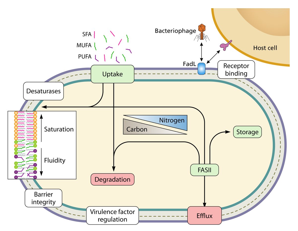 Bart Eijkelkamp (@beijkelkamp) on Twitter photo Did you know that bacterial pathogens have a love-hate relationship with lipids and fatty acids? Our latest review shows how they influence virulence. Congrats to <a href="/JackKWaters/">Jack Waters</a> (first 1st-author pub 🎉) for collating this wonderful story. doi.org/10.1128/mmbr.0… Did you know that bacterial pathogens have a love-hate relationship with lipids and fatty acids? Our latest review shows how they influence virulence. Congrats to <a href="/JackKWaters/">Jack Waters</a> (first 1st-author pub 🎉) for collating this wonderful story. doi.org/10.1128/mmbr.0…
