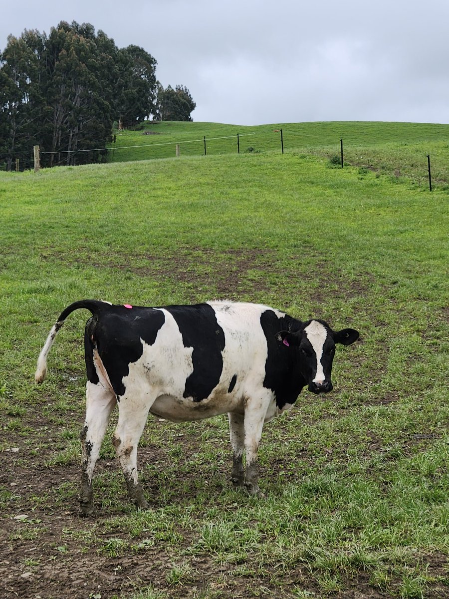 Over winter our heifer Maybella Highrise Prim had embryo work done on her as part of the <a href="/LICnz/">LIC</a> Generate programme where she ended up making 14 embryos by 4 different bulls. Today they went into our carryovers and Prim herself was on heat and mated to her contact mating.